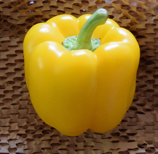 Capsicum - Yellow - Each