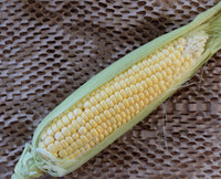 Corn - Sweet - Each