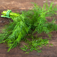 Dill - Bunch