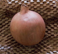 Onion - Brown - Each